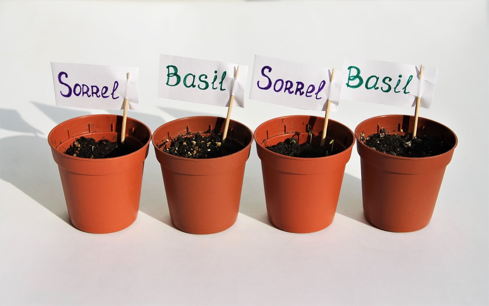 seed pots for germination with Basil and sorrel labels