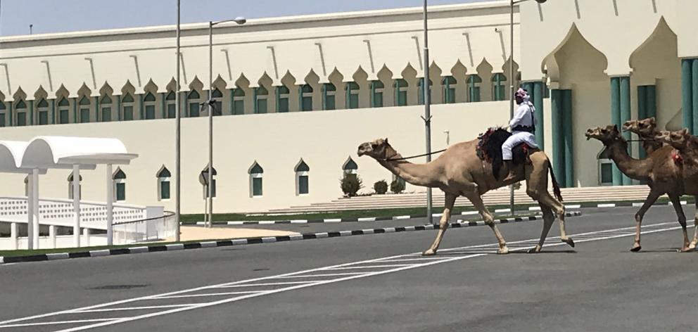 Camels from the Royal Guard cross a street in Doha.