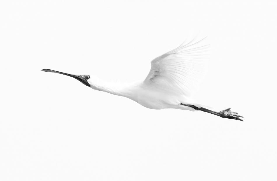 Black and white all ages, Royal spoonbill. PHOTO: GRETTA WALLACE