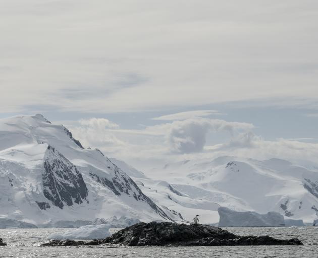 At this stage, Antarctic penguins did not seem to be affected by the deadly virus, Massey...