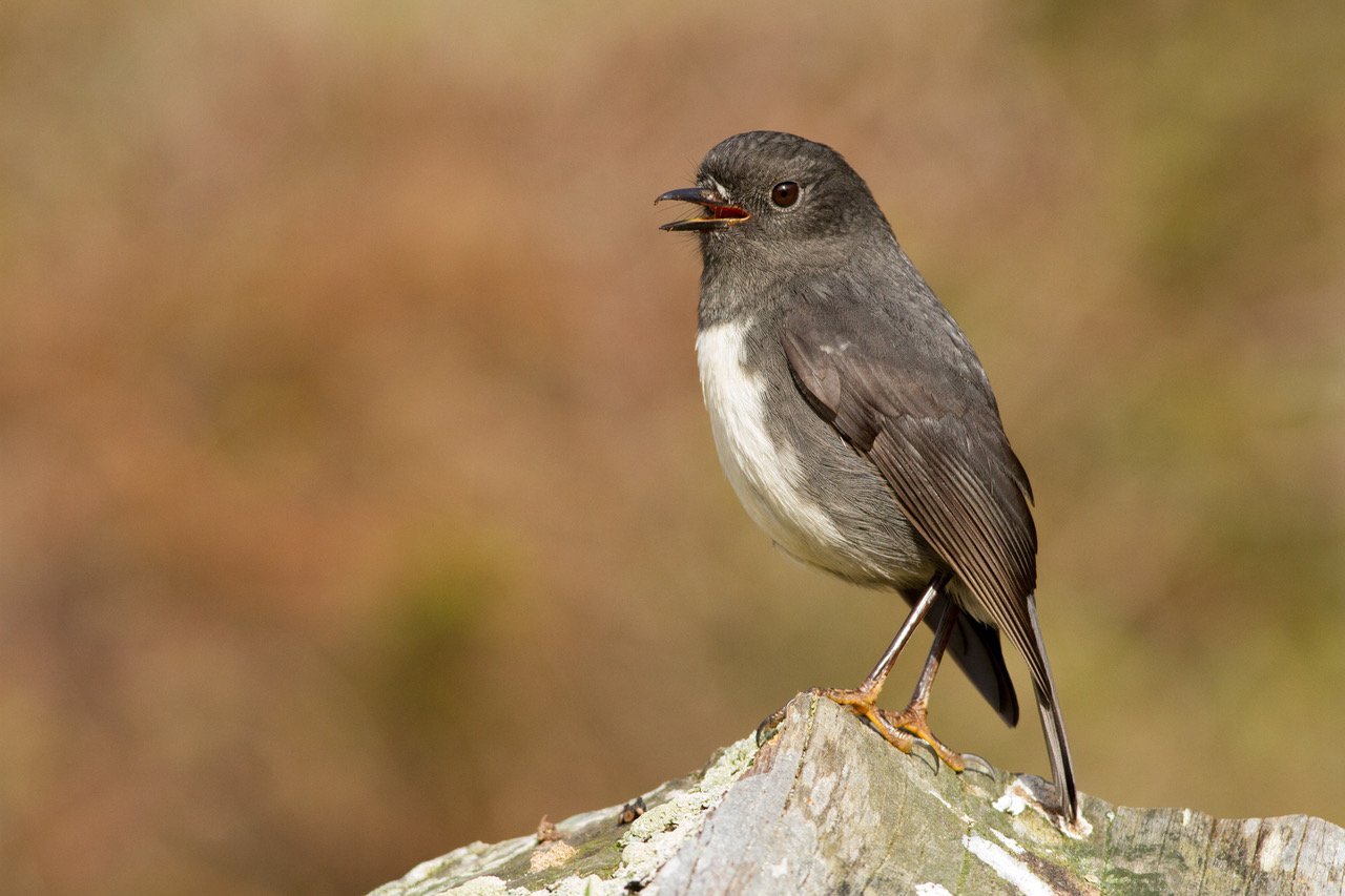 Robin (toutouwai). Photo: Paul Sorrell