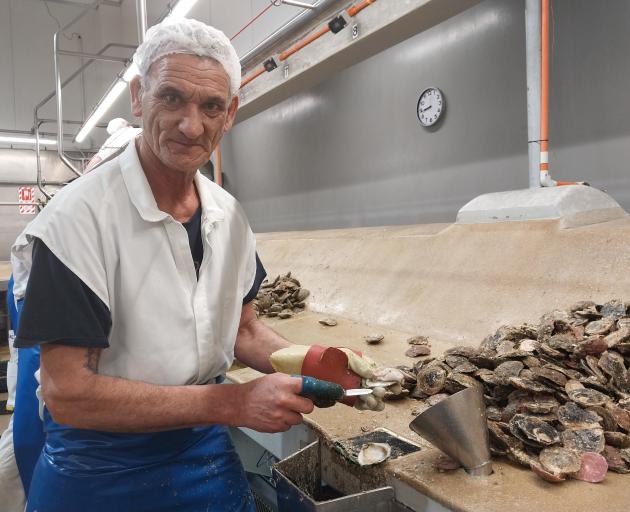 Ricci Grant was shucking about 900 oysters an hour yesterday. PHOTOS: LUISA GIRAO
