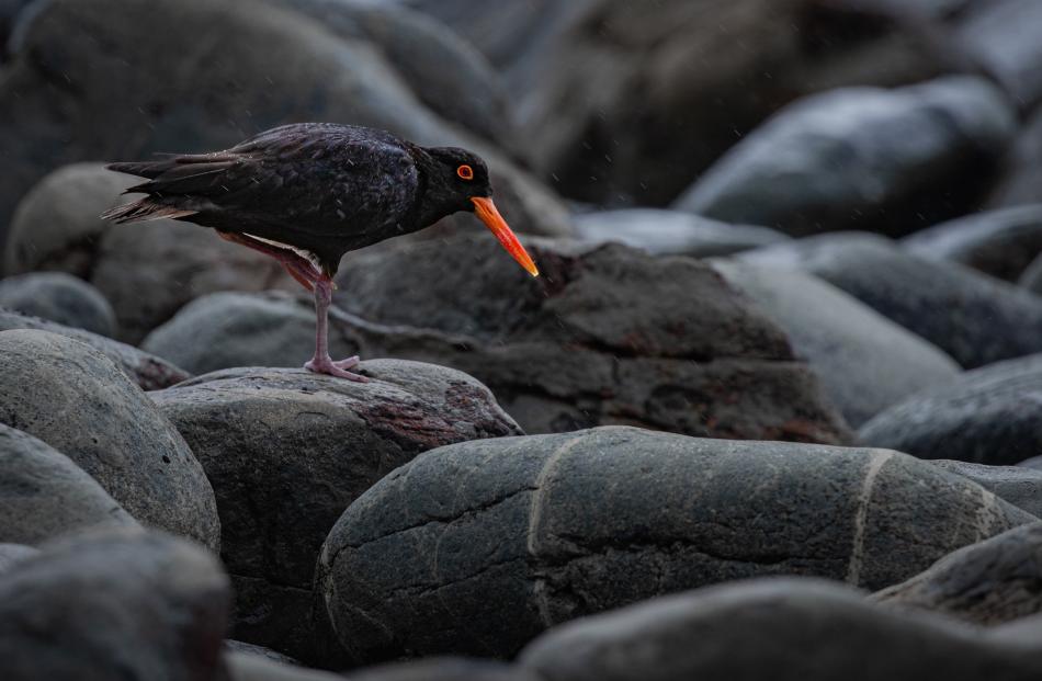 First-time entrant (wildlife youth), Tōrea pango. PHOTO: AVA THOMAS